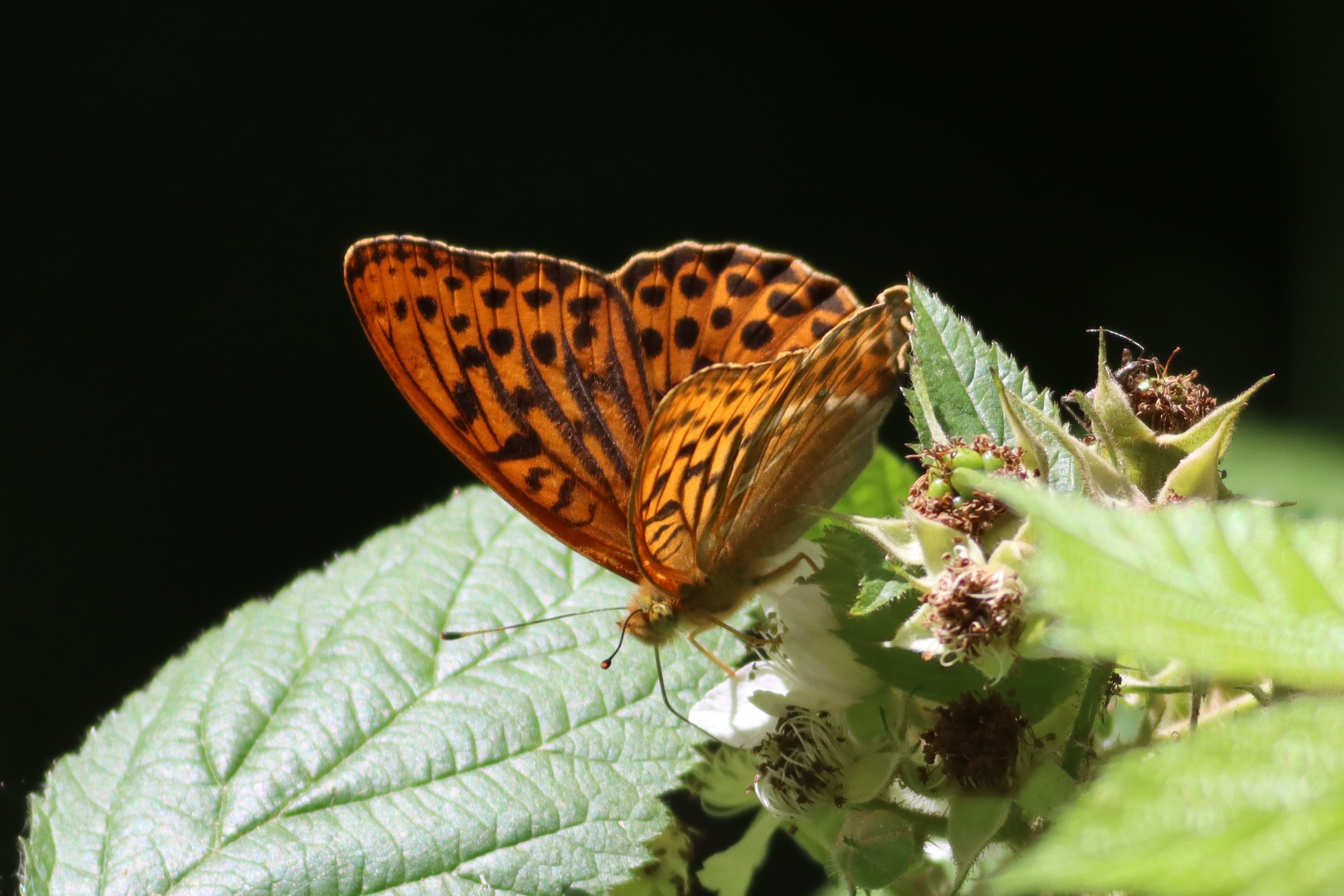 Silver-washed Fritillary - Martin Taylor Silver-washed Fritillary - Martin Taylor
